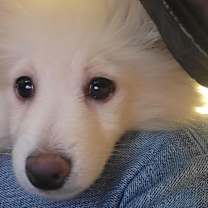 Thumbnail photo of Kringle #1