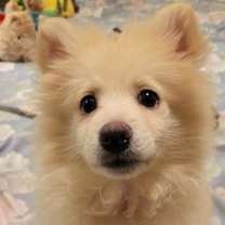 Thumbnail photo of Kringle #2