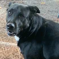 Thumbnail photo of Susie #2