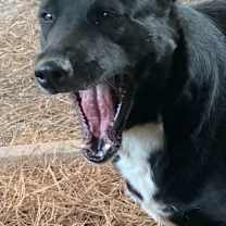 Thumbnail photo of Susie #4