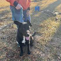 Thumbnail photo of Phalcon #1