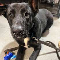 Thumbnail photo of Phalcon #2