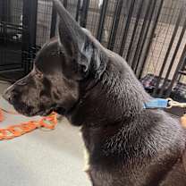 Thumbnail photo of Phalcon #3