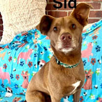 Thumbnail photo of Sid #1