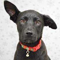 Thumbnail photo of Marty #1