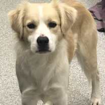 Thumbnail photo of Han (Cody) / Solo (Tucker) #1