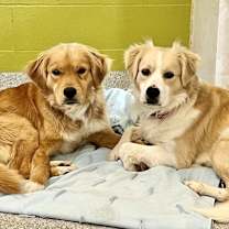 Thumbnail photo of Han (Cody) / Solo (Tucker) #3