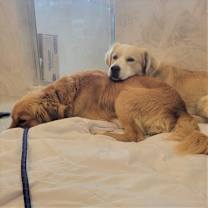 Thumbnail photo of Han (Cody) / Solo (Tucker) #4