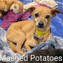 Thumbnail photo of Mashed Potatoes PP F NV #1