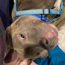 Thumbnail photo of Sugar  #2