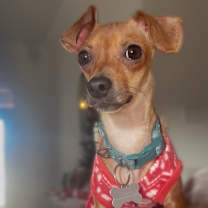 Thumbnail photo of Brownie #1