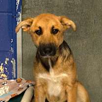 Thumbnail photo of CT Zoey #1