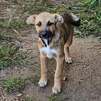 Thumbnail photo of CT Zoey #2