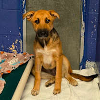 Thumbnail photo of CT Zoey #3