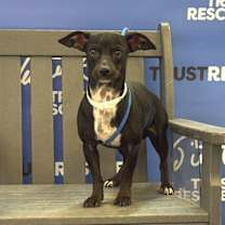 Thumbnail photo of CARLISLE #1