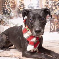 Thumbnail photo of Ranni D22-061 #4