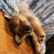 Thumbnail photo of Schwartz #3