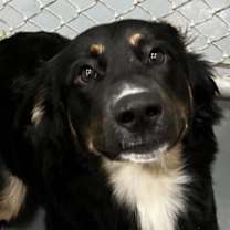 Thumbnail photo of CT Mookie #2