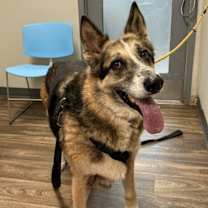 Thumbnail photo of Novi #3