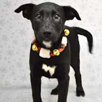 Thumbnail photo of Bagheera #2