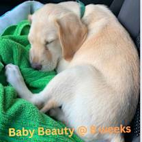 Thumbnail photo of Beauty #4