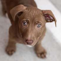 Thumbnail photo of Taffy Pup - Cinniminni #4