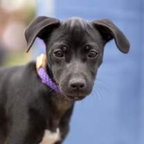 Thumbnail photo of Speckle Pup - Splotches #3