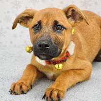 Thumbnail photo of Zuko #4