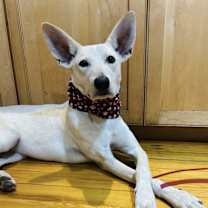 Thumbnail photo of Lexi #3