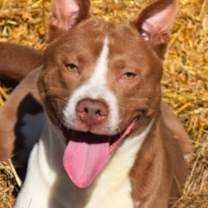 Thumbnail photo of Benji #2