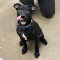 Thumbnail photo of Luke #1