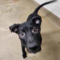 Thumbnail photo of Luke #2