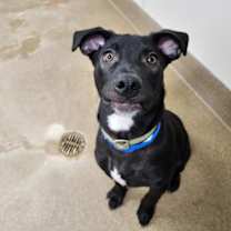 Thumbnail photo of Luke #4