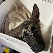 Thumbnail photo of Champ #4