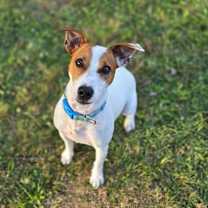 Thumbnail photo of Buddy #4