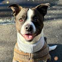 Thumbnail photo of Sookie #2