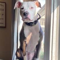 Thumbnail photo of Iris #1