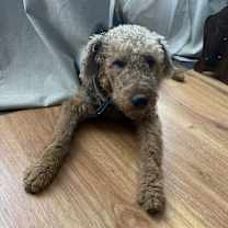 Thumbnail photo of Gomelo #1