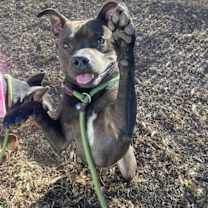 Thumbnail photo of Kringle #1