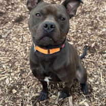 Thumbnail photo of Kringle #2