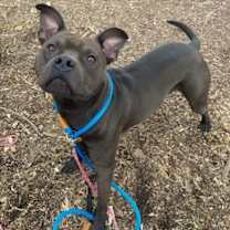 Thumbnail photo of Kringle #3