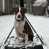 Thumbnail photo of Bluey #1