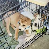 Thumbnail photo of Igor Newberry #4