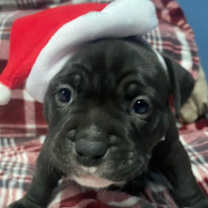 Thumbnail photo of Archie #1