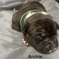 Thumbnail photo of Archie #2