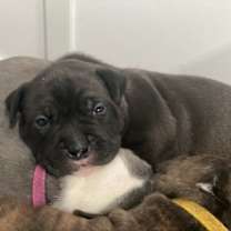 Thumbnail photo of Archie #3