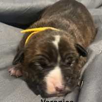 Thumbnail photo of Veronica #3