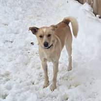 Thumbnail photo of Buddy #3