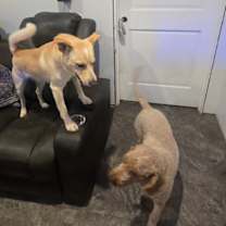 Thumbnail photo of Buddy #4