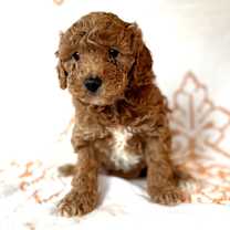 Thumbnail photo of Sylvie  #1